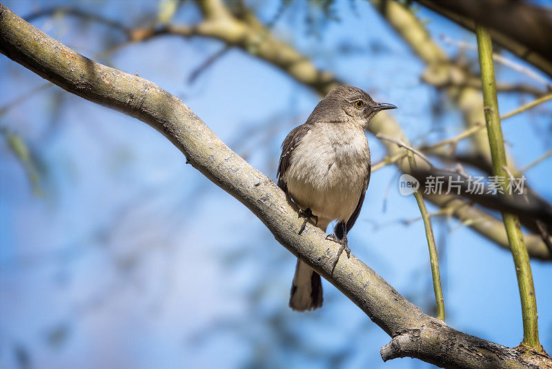 北方知更鸟（Mimus polyglottos）